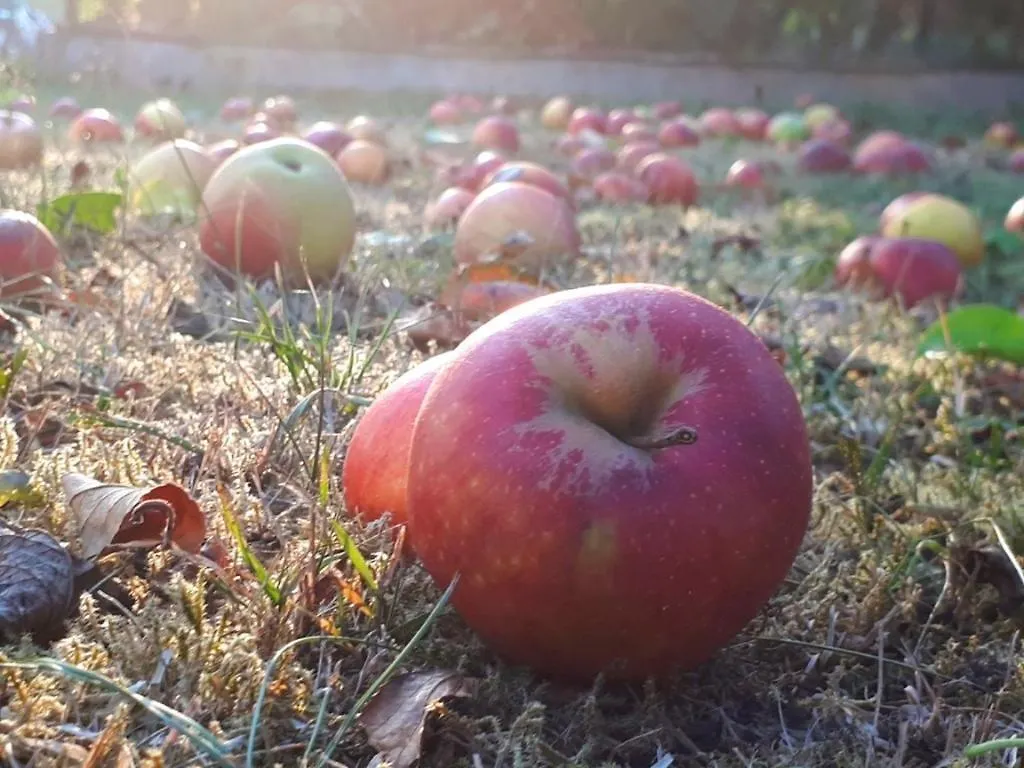 דירה באד בוקלט Ferienwohnung Am Obstgarten